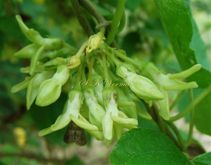  Inflorescence-Cymose Umbel